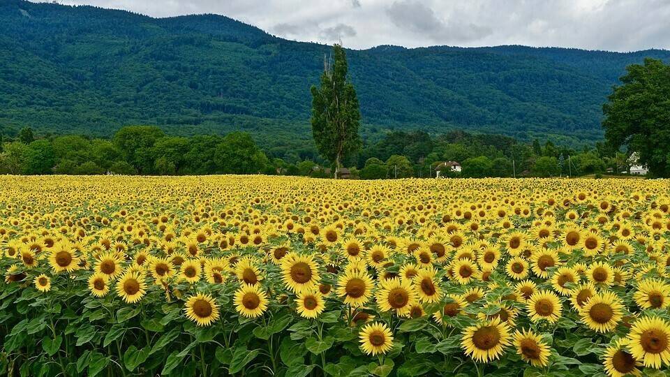 sunflowers-3250317_960_720|trigo|field-crops-3359318_960_720|vegetables-861363_960_720